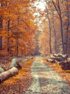 Das Road in the wild autumn forest Wallpaper 240x320