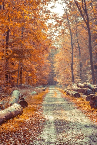 Road in the wild autumn forest wallpaper 320x480