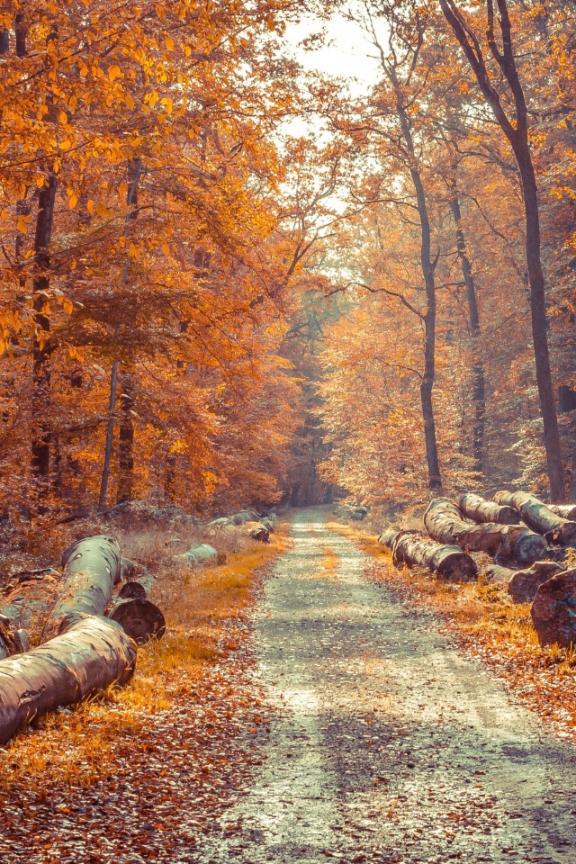 Das Road in the wild autumn forest Wallpaper 640x960