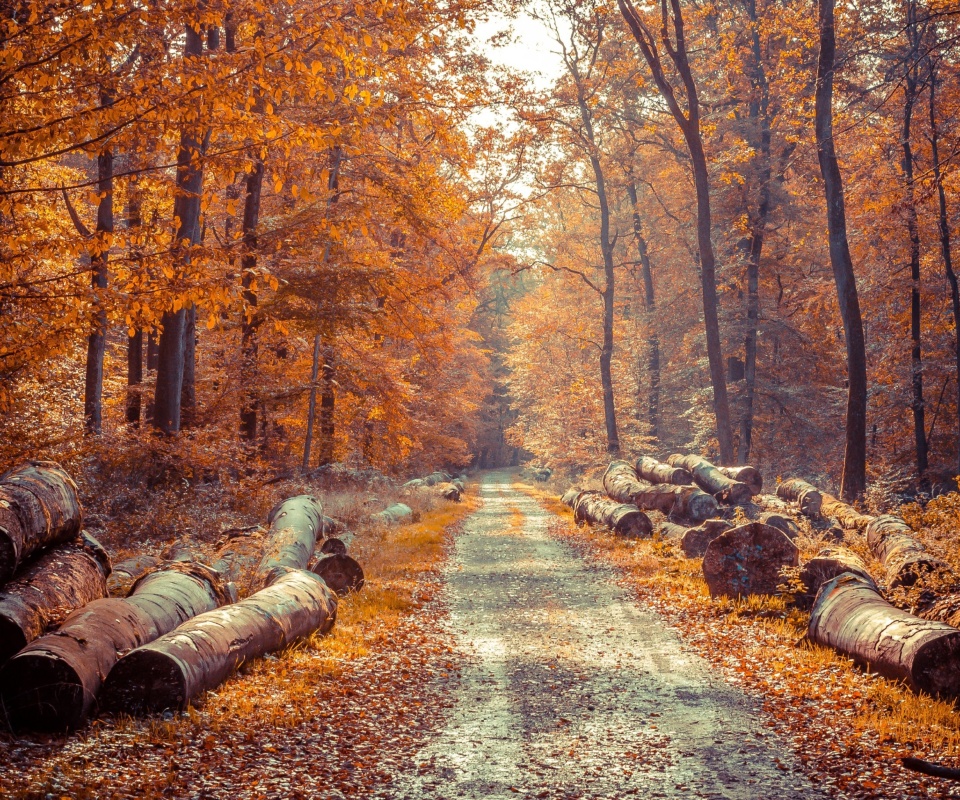 Road in the wild autumn forest wallpaper 960x800