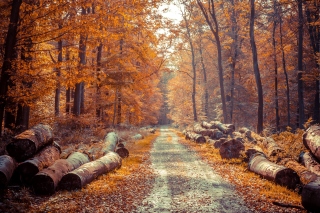 Road in the wild autumn forest Wallpaper for Android, iPhone and iPad