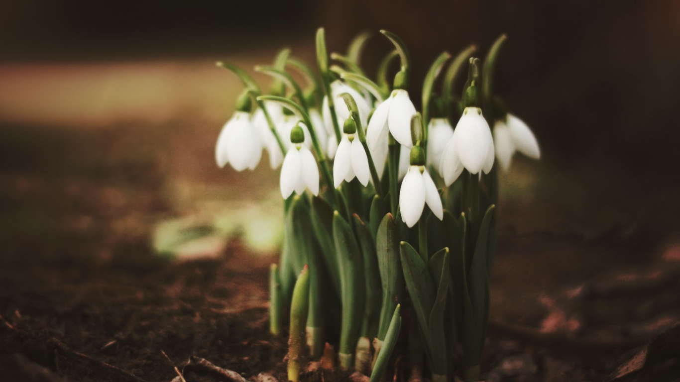 Screenshot №1 pro téma Spring Snowdrops 1366x768