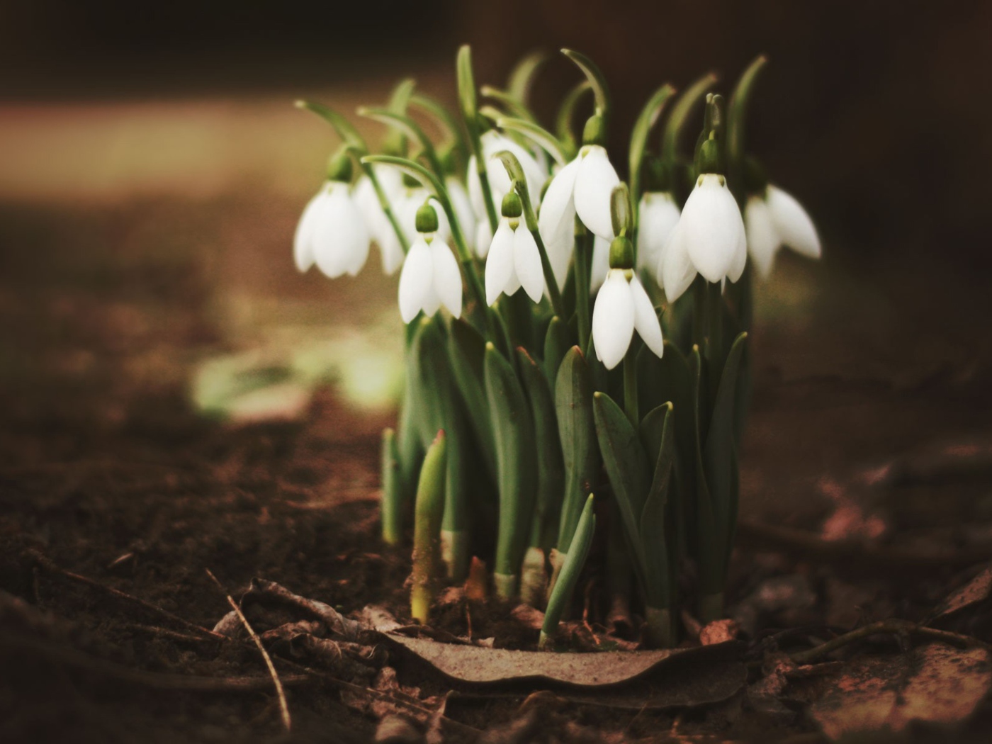 Screenshot №1 pro téma Spring Snowdrops 1400x1050