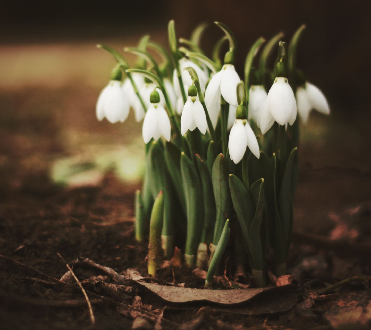 Fondo de pantalla Spring Snowdrops 1440x1280