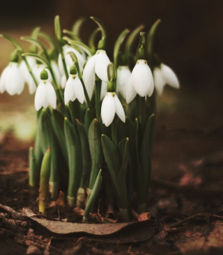 Spring Snowdrops - Obrázkek zdarma pro 320x480