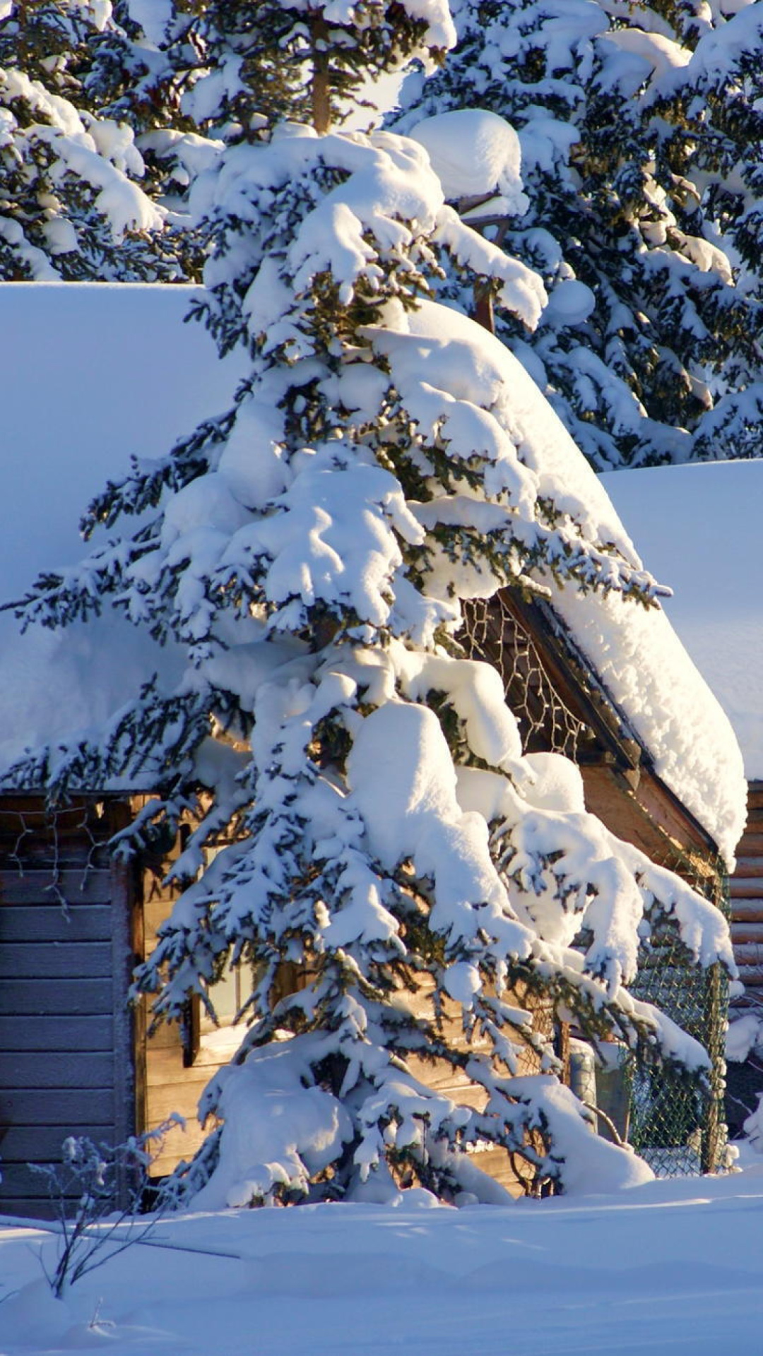 Обои Spruce In Snow 1080x1920