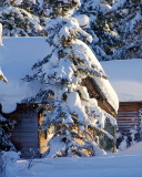 Spruce In Snow screenshot #1 128x160