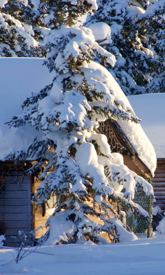 Das Spruce In Snow Wallpaper 240x400