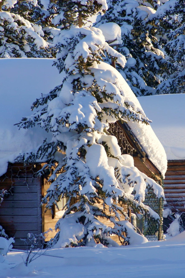 Das Spruce In Snow Wallpaper 640x960