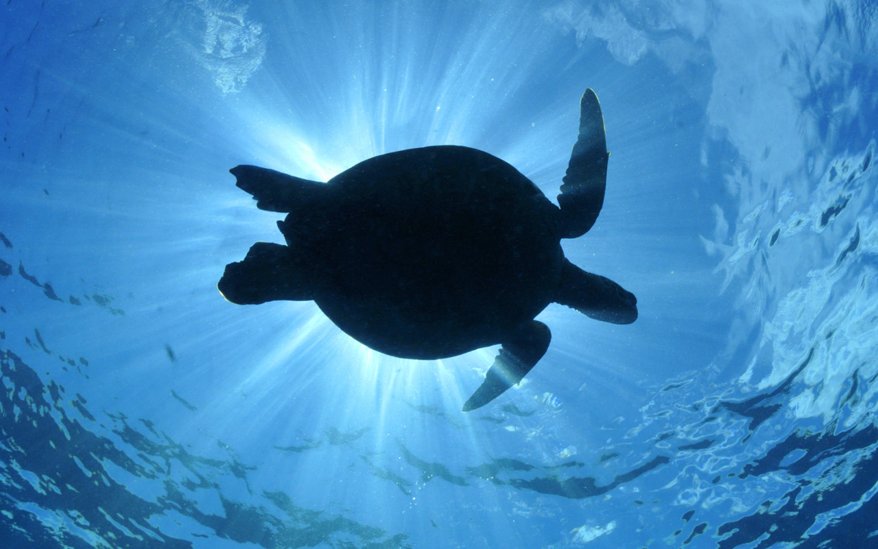 Fondo de pantalla Turtle near Maldives 1280x800