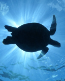 Turtle near Maldives wallpaper 128x160