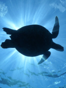 Fondo de pantalla Turtle near Maldives 132x176
