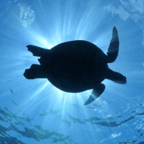 Turtle near Maldives wallpaper 208x208