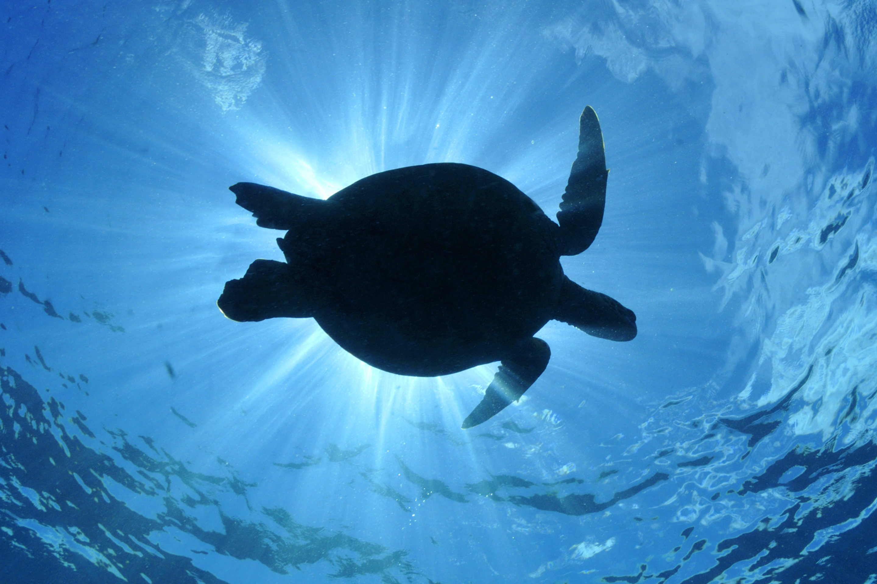 Turtle near Maldives wallpaper 2880x1920