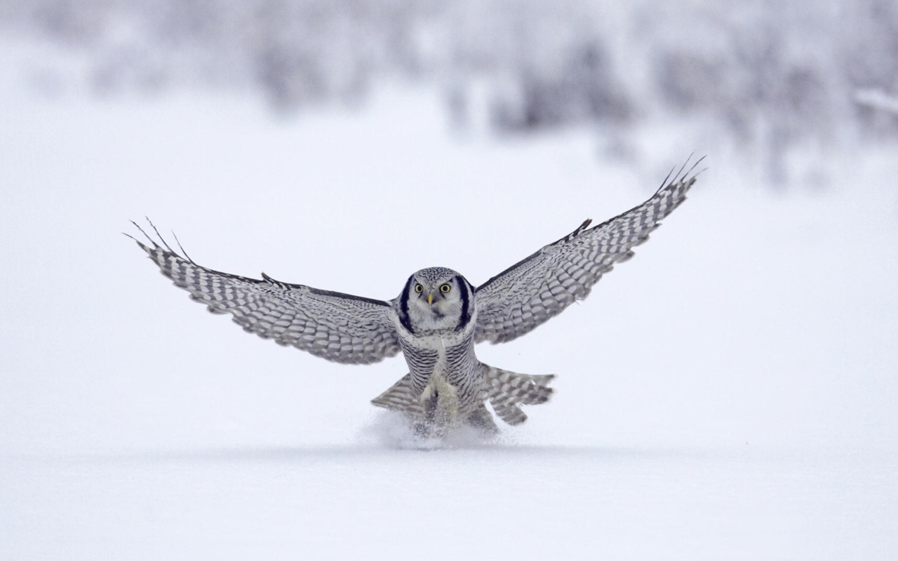 Fondo de pantalla Snow Owl 1280x800