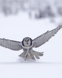 Das Snow Owl Wallpaper 128x160