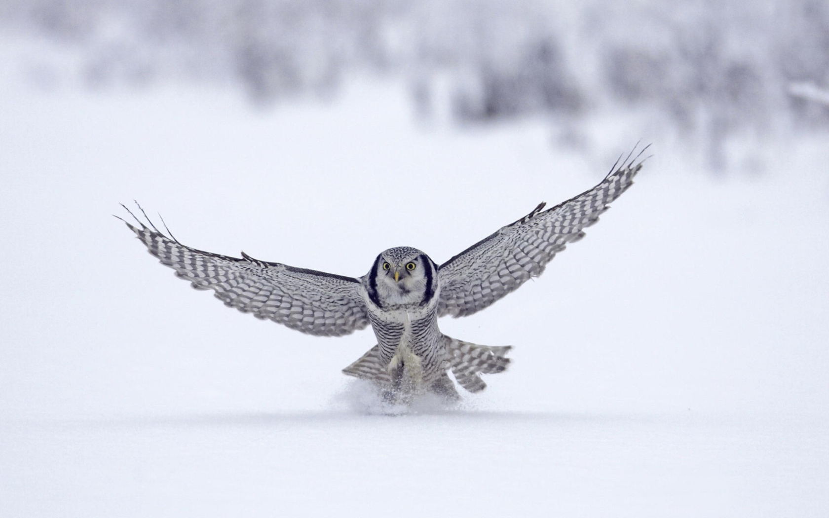 Screenshot №1 pro téma Snow Owl 1680x1050
