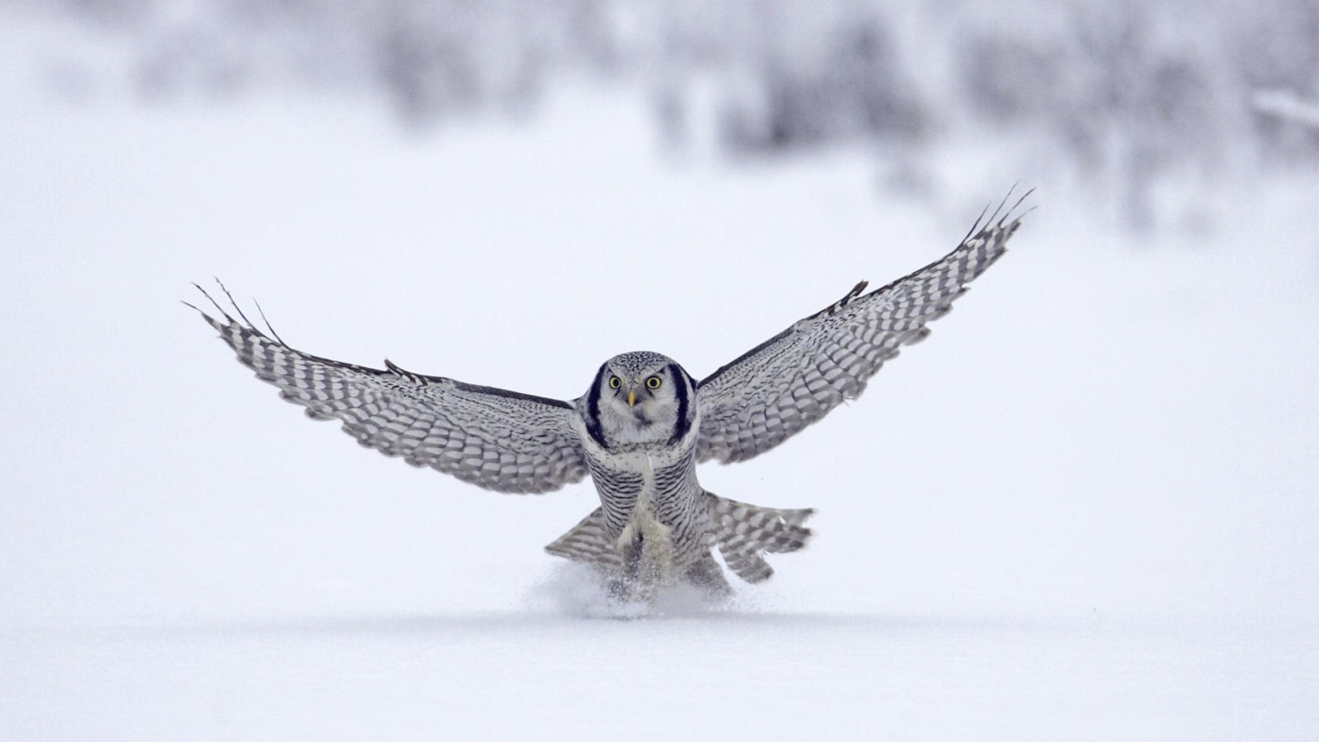 Snow Owl screenshot #1 1920x1080