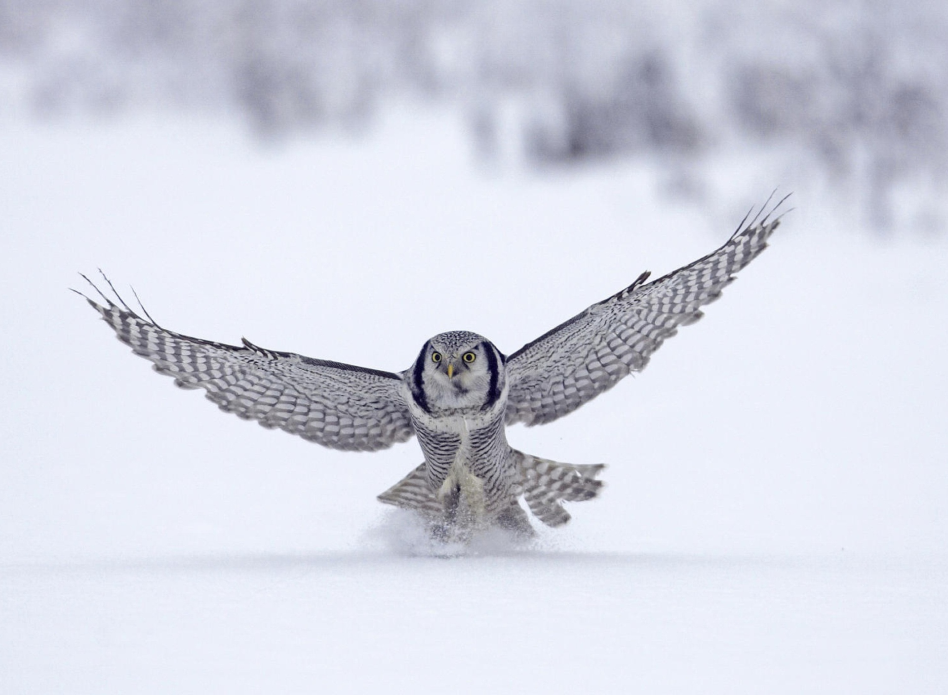 Screenshot №1 pro téma Snow Owl 1920x1408