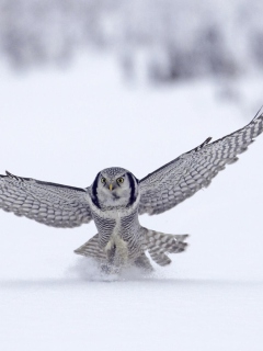 Screenshot №1 pro téma Snow Owl 240x320