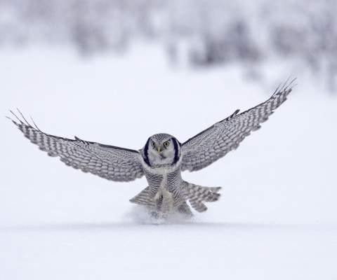 Das Snow Owl Wallpaper 480x400