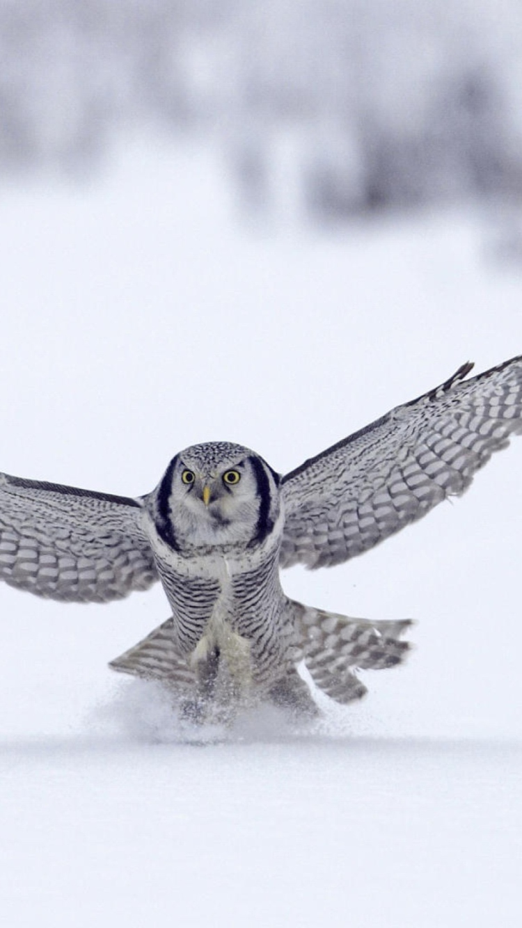 Snow Owl screenshot #1 750x1334