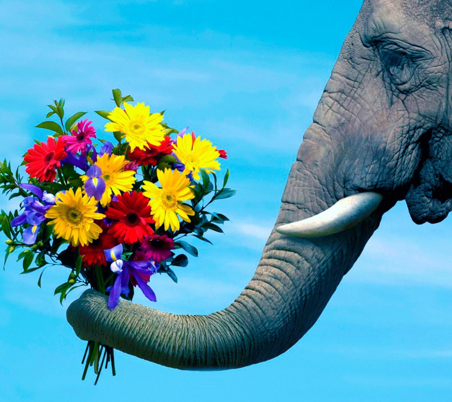 Das Elephant's Gift Wallpaper 1440x1280