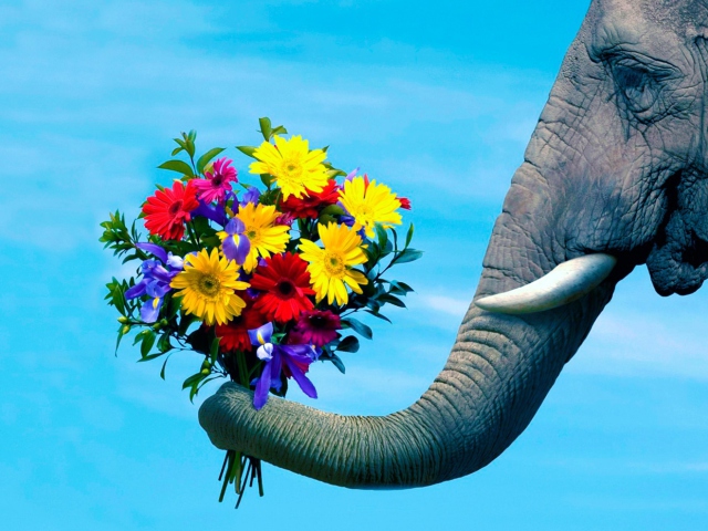 Sfondi Elephant's Gift 640x480
