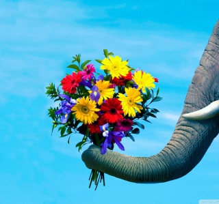 Elephant's Gift - Obrázkek zdarma pro 128x128