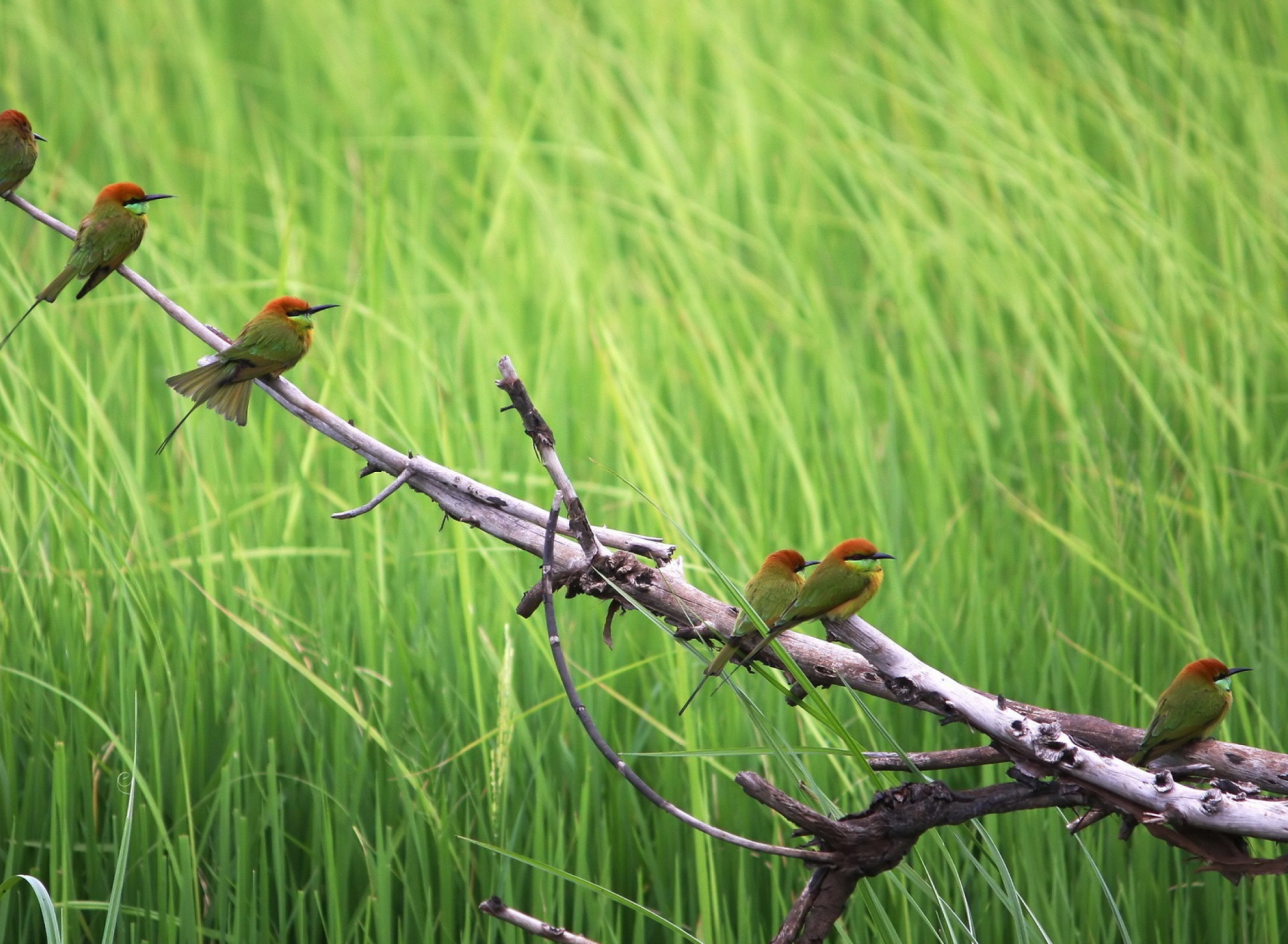 Screenshot №1 pro téma Red Headed Birds 1920x1408