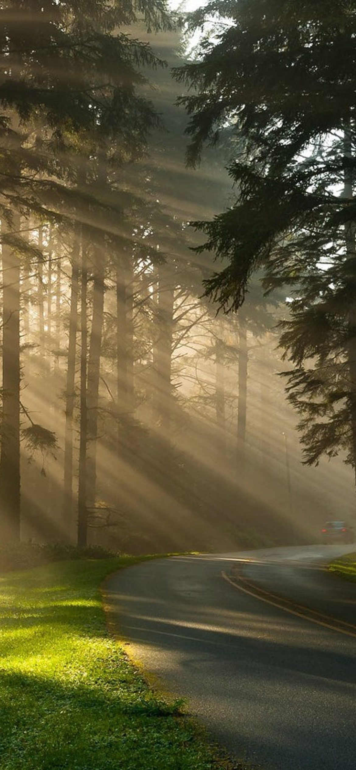 Mystical Forest Sunrise screenshot #1 1170x2532