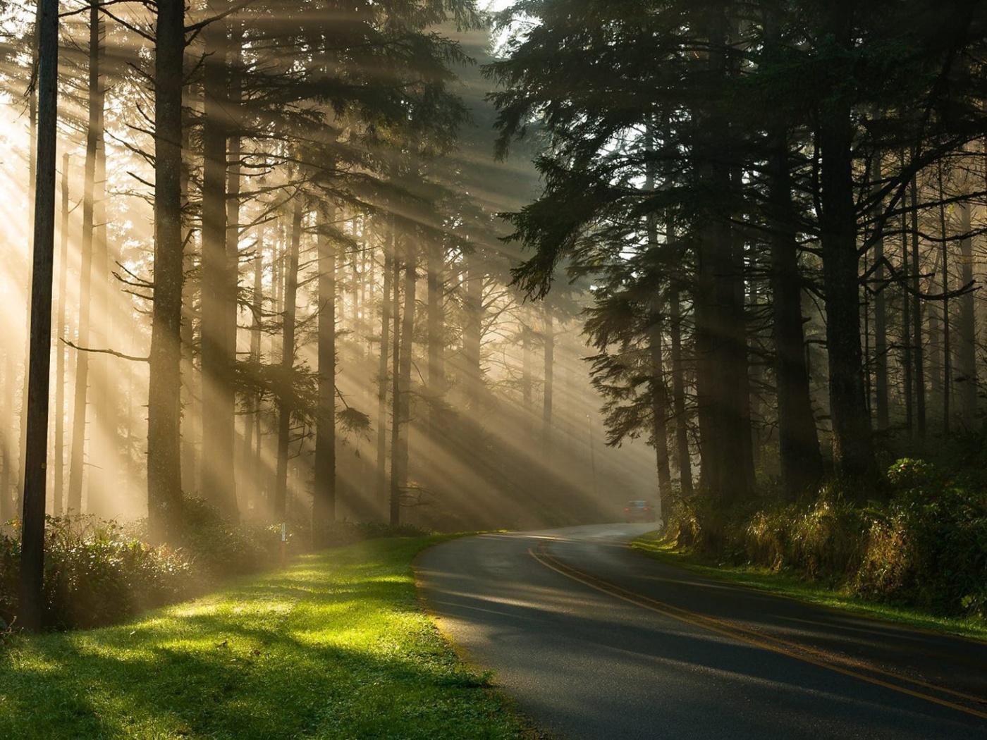 Sfondi Mystical Forest Sunrise 1400x1050