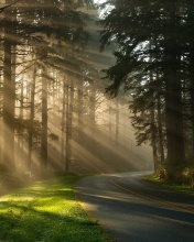 Mystical Forest Sunrise screenshot #1 176x220