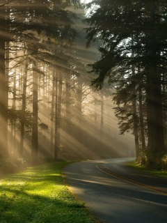 Das Mystical Forest Sunrise Wallpaper 240x320