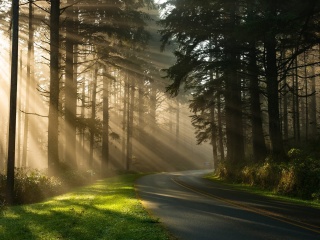 Mystical Forest Sunrise screenshot #1 320x240