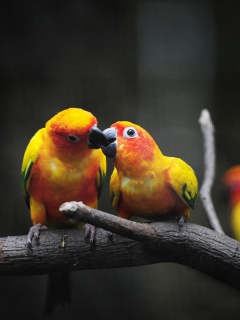 Fondo de pantalla Two Kissing Parrots 240x320