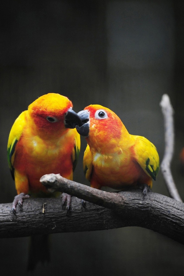 Das Two Kissing Parrots Wallpaper 640x960