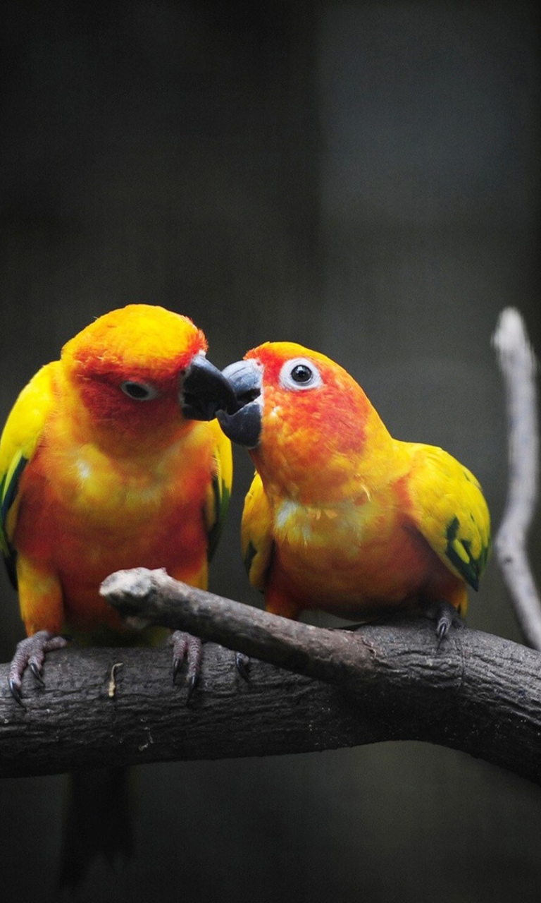 Fondo de pantalla Two Kissing Parrots 768x1280