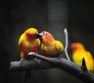 Kostenloses Two Kissing Parrots Wallpaper für iPad mini