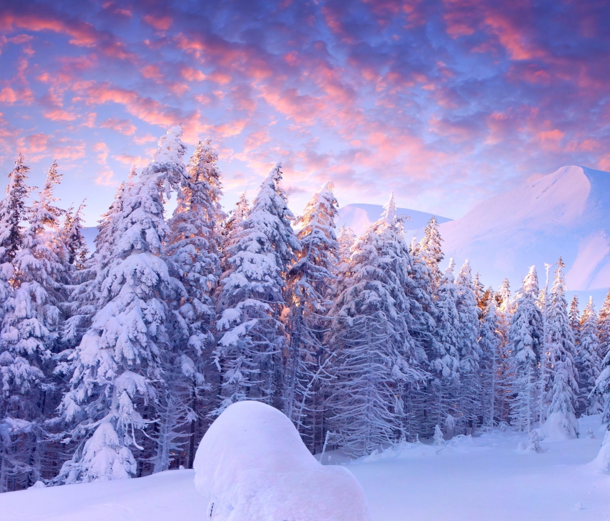 Fondo de pantalla Snowy Christmas Trees In Forest 1200x1024