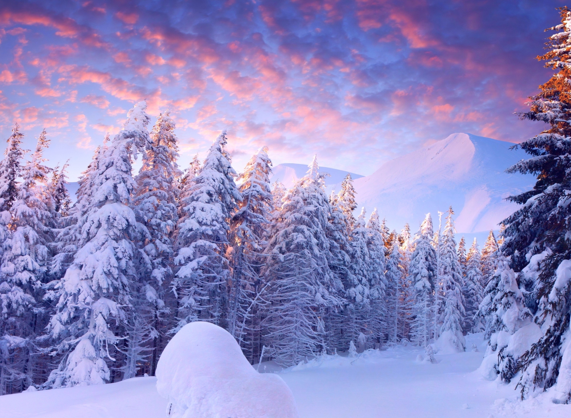 Snowy Christmas Trees In Forest wallpaper 1920x1408