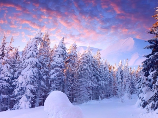 Обои Snowy Christmas Trees In Forest 320x240