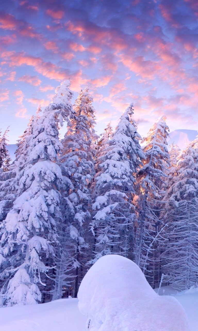 Screenshot №1 pro téma Snowy Christmas Trees In Forest 768x1280