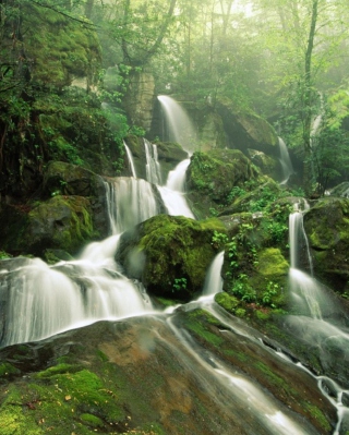 Tropical Forest Waterfall - Obrázkek zdarma pro Nokia Asha 308