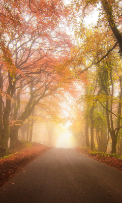 Screenshot №1 pro téma Foggy Road 240x400