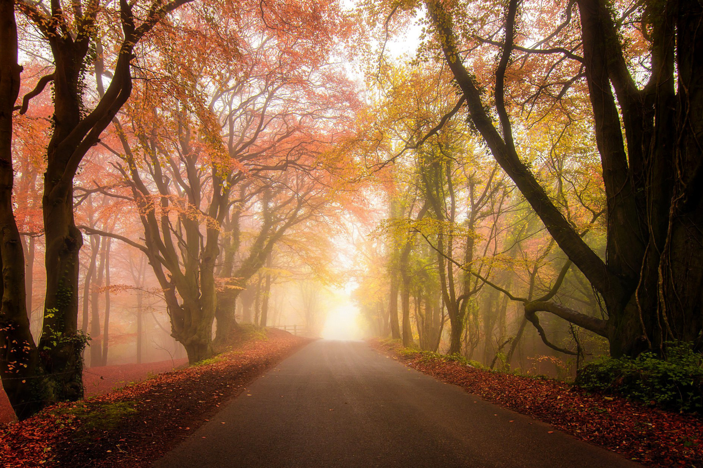 Screenshot №1 pro téma Foggy Road 2880x1920