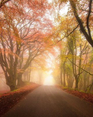 Foggy Road - Obrázkek zdarma pro 128x160