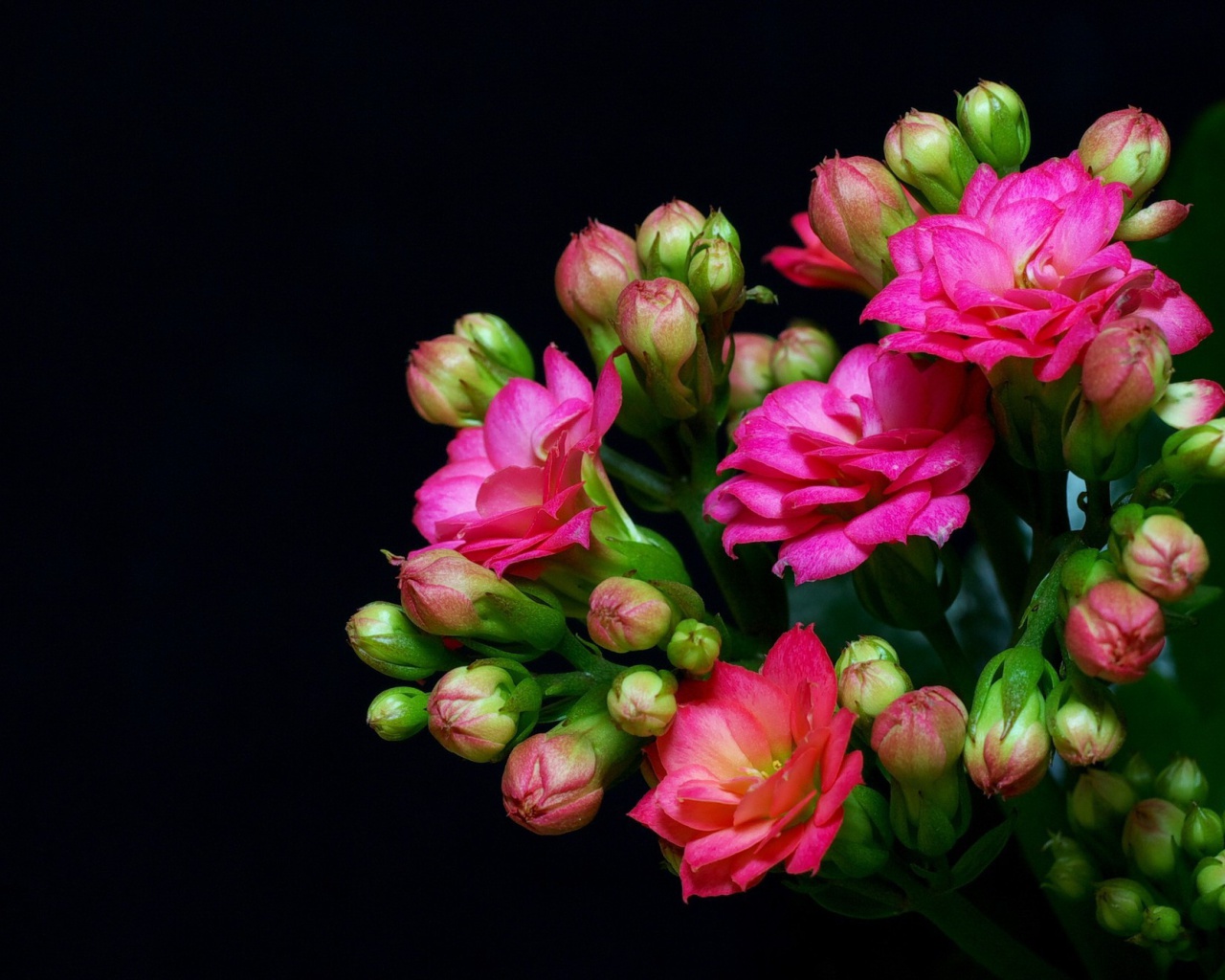 Fondo de pantalla Masterpiece Floral 1280x1024
