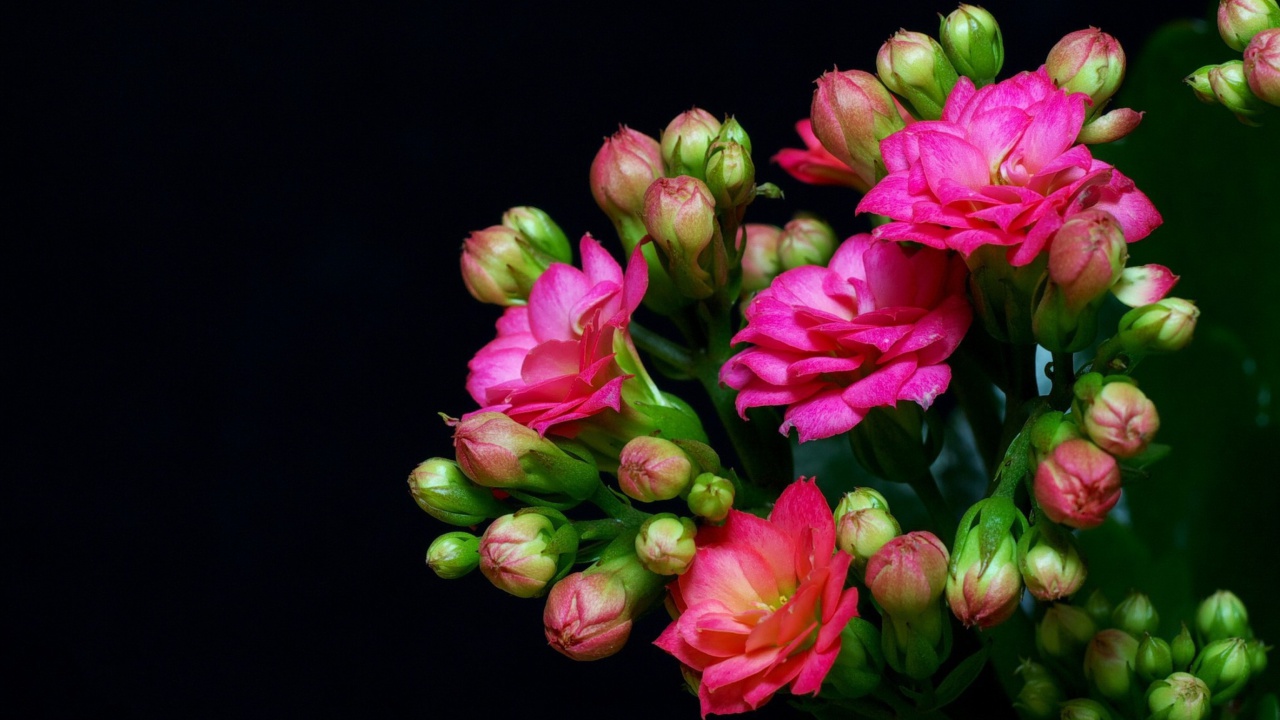 Screenshot №1 pro téma Masterpiece Floral 1280x720
