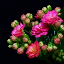 Fondo de pantalla Masterpiece Floral 128x128